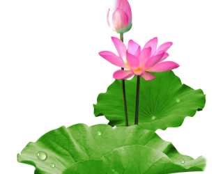 Châm ngôn cuộc sống