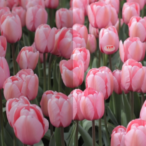 Màn hình LG 24QP550-B 23.8 inch