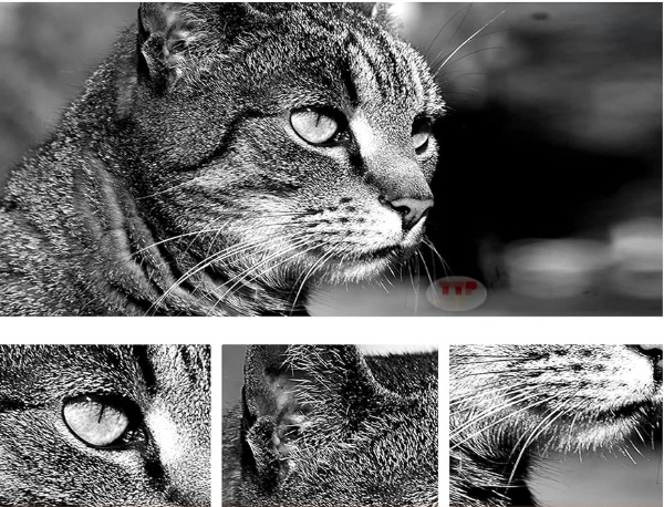 Hộp mực HP 151A TTP