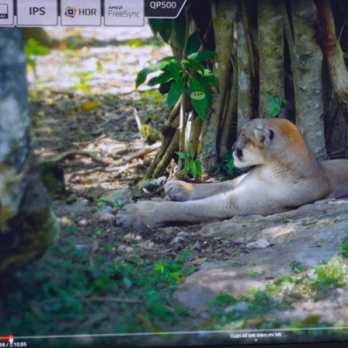 Màn hình LG 24QP500-B 23.8 inch